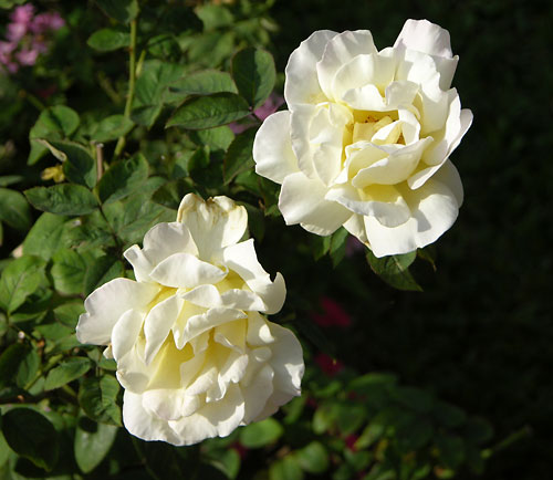 MOUNTAIN AVEN ROSE by Cherie Bender