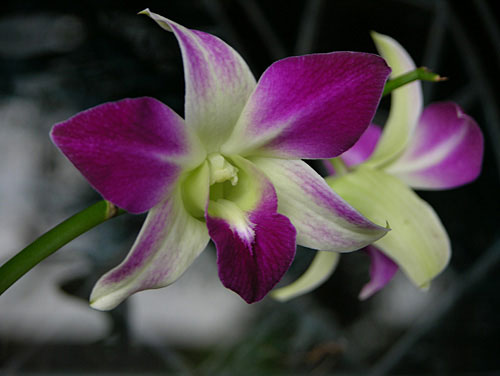 Orchid by Cherie Bender